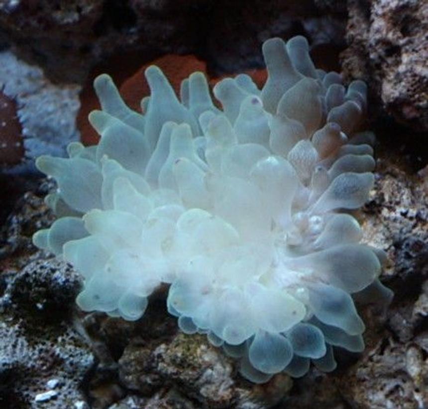 Rated #61: Corals Inverts - Entacmaea Quadricolor - Bulb Anemone Stocking In 44 Gallons Tank - Purple tip bubble anenome.