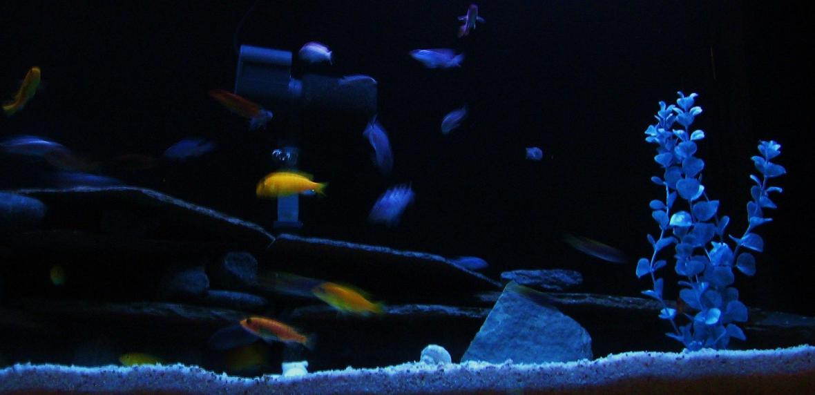 55 gallons freshwater fish tank (mostly fish and non-living decorations) - 55 gallon tank