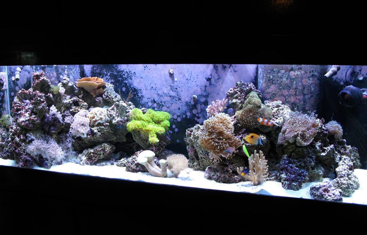 125 gallons reef tank (mostly live coral and fish) - My reef tank after 9 months