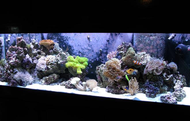 125 gallons reef tank (mostly live coral and fish) - My reef tank after 9 months