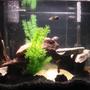 55 gallons freshwater fish tank (mostly fish and non-living decorations) - 20 gallon convict tank...