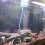 55 gallons freshwater fish tank (mostly fish and non-living decorations) - 55 gallon mixed american cichlid tank