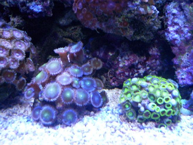corals inverts - zoanthus sp. - pink zoanthids stocking in 24 gallons tank - frags