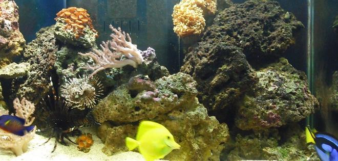 corals inverts - sabellastarte sp. - feather duster stocking in 65 gallons tank - 1 regal tang, 1 yellow tang, 1foxface, 1coral beauty, 1 lionfish, 3 engineer goby, 1 emerald crab, 1 sally lightfoot, 6 hermit crabs, 1 feather duster, 2 leathers, 1 greentip hammercoral, and 1group of polyps