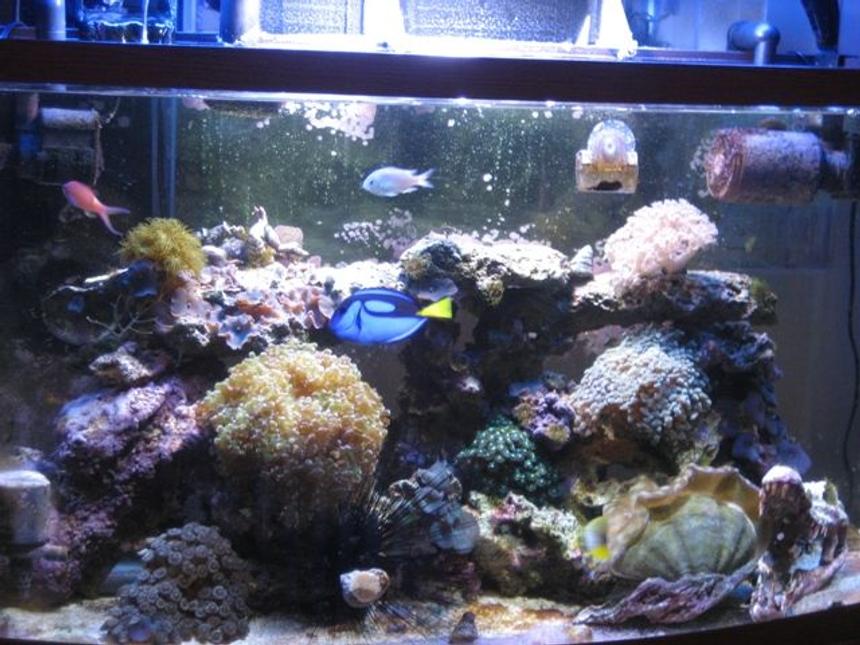 Rated #101: 50 Gallons Reef Tank - 50 gallon berlin style reef tank

Pacific blue tang
red green anthia
six line wrasse
red sea sailfin tang
blue chromis

hammer coral
frogspawn coral 
pumping xenia
yellow polyps
green zoanthids
deresa giant clam
purple and green striped mushroom coral
and more