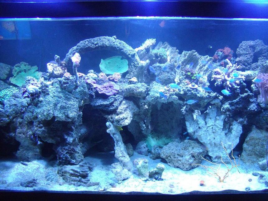 Rated #124: 220 Gallons Reef Tank - My 220