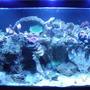 220 gallons reef tank (mostly live coral and fish) - My 220