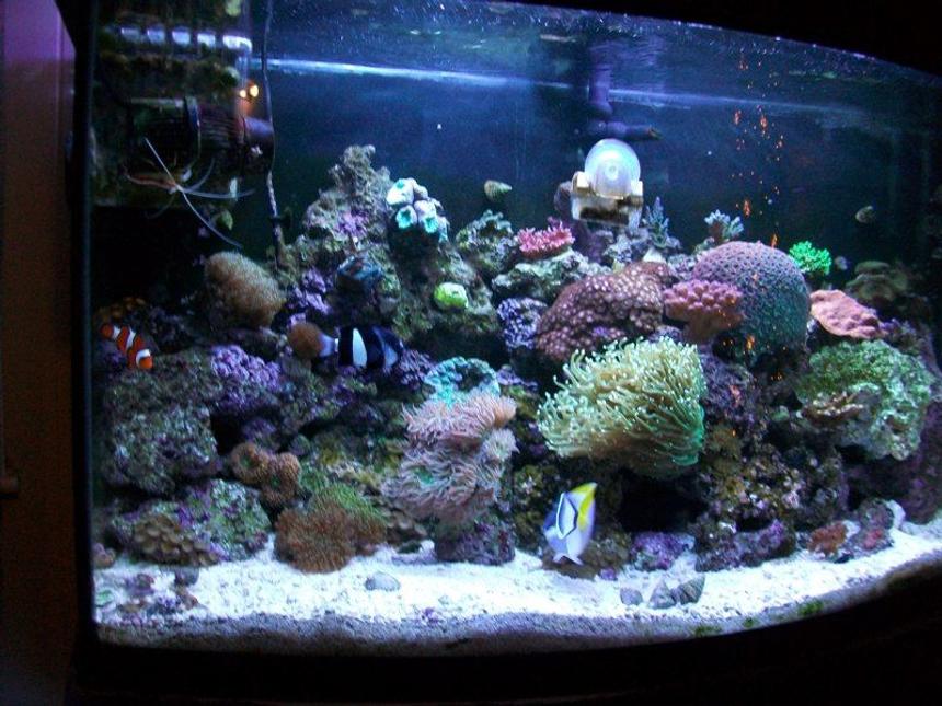 Rated #66: 46 Gallons Reef Tank - my get away