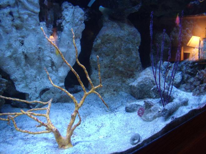 corals inverts - diodogorgia nodulifera - yellow finger gorgonian stocking in 220 gallons tank - Gorgonia