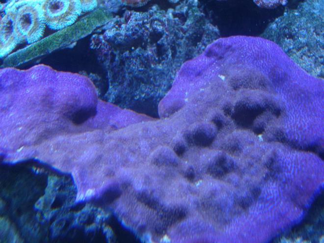 corals inverts - montipora peltiformis - purple polyp plating montipora coral stocking in 220 gallons tank - Purple Monte