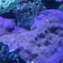 corals inverts - montipora peltiformis - purple polyp plating montipora coral stocking in 220 gallons tank - Purple Monte