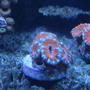 corals inverts - acanthastrea lordhowensis - aussie acan lord stocking in 220 gallons tank - Acans