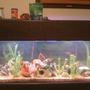 75 gallons freshwater fish tank (mostly fish and non-living decorations) - My 75