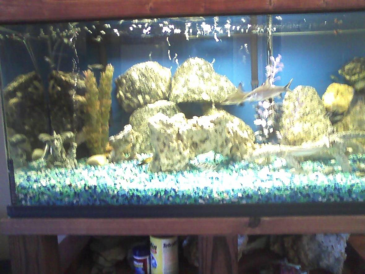 40 gallons freshwater fish tank (mostly fish and non-living decorations) - its a fish tank
