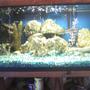 40 gallons freshwater fish tank (mostly fish and non-living decorations) - its a fish tank