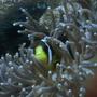 corals inverts - heteractis crispa - sebae anemone stocking in 28 gallons tank - Clarkii Amphiprion
