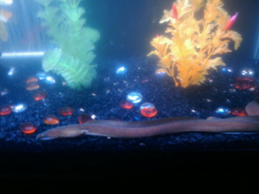 Rated #85: Saltwater Fish - Gymnothorax Miliaris - Golden Moray Eel Stocking In 75 Gallons Tank - MORAY ELI