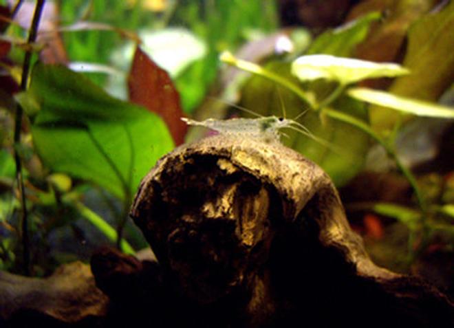 corals inverts - caridina japonica - japonica amano shrimp stocking in 40 gallons tank - Cardina Japonica
