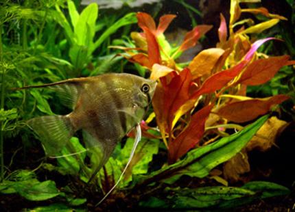 freshwater fish - pterophyllum scalare - half black angelfish stocking in 40 gallons tank - Pterophillum Scalare