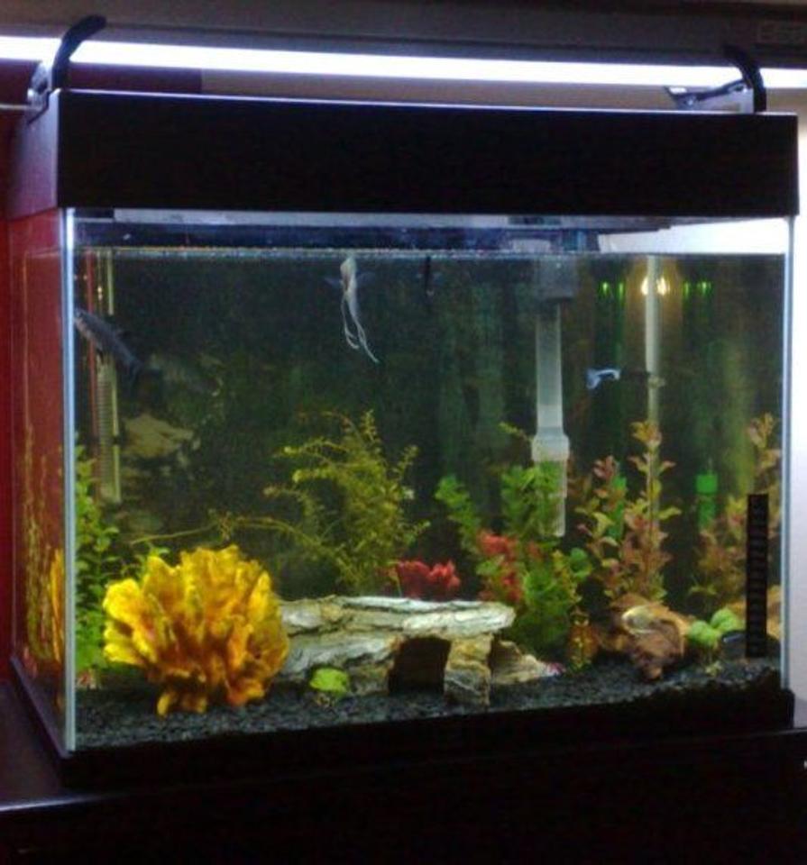 Rated #3346: 18 Gallons Freshwater Fish Tank - my first tank