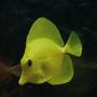 saltwater fish - zebrasoma flavescens - yellow tang - hawaii stocking in 28 gallons tank - Yellow Tang - Hawaii