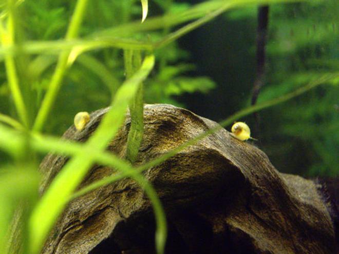 corals inverts - pomacea bridgesii - golden apple snail stocking in 40 gallons tank - Pomacea Bridgesii nate il 08/01/2009