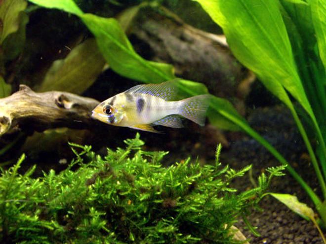 freshwater fish - papiliochromis ramirezi - german blue ram stocking in 40 gallons tank - Mikrogeophagus ramirezi
