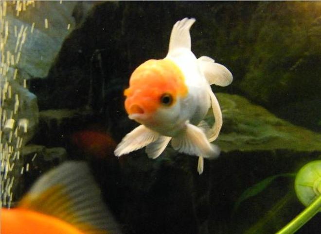 freshwater fish - carassius auratus - red cap oranda goldfish stocking in 65 gallons tank - pippin, my redcap oranda.