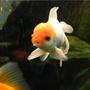 freshwater fish - carassius auratus - red cap oranda goldfish stocking in 65 gallons tank - pippin, my redcap oranda.