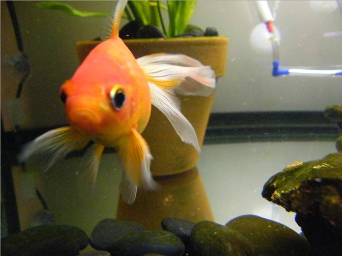 freshwater fish - carassius auratus - fantail goldfish stocking in 65 gallons tank - Frodo, my orange fantail.