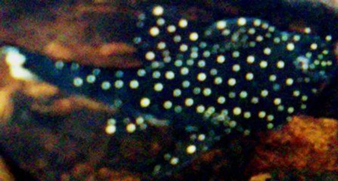 freshwater fish - pseudoacanthicus angelicus - pseudoacanthicus angelicus pleco (l-282) stocking in 18 gallons tank - bristlenose