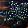 freshwater fish - pseudoacanthicus angelicus - pseudoacanthicus angelicus pleco (l-282) stocking in 18 gallons tank - bristlenose
