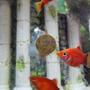 freshwater fish - xiphophorus maculatus - red wag platy - Platy eating tablet