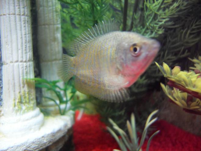 freshwater fish - colisa lalia - dwarf gourami - Female Dwarf Gourami