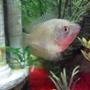 freshwater fish - colisa lalia - dwarf gourami - Female Dwarf Gourami