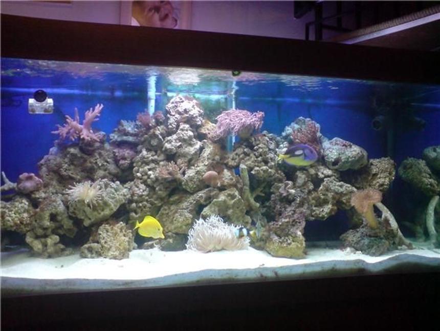 Rated #77: 130 Gallons Reef Tank - latest picture