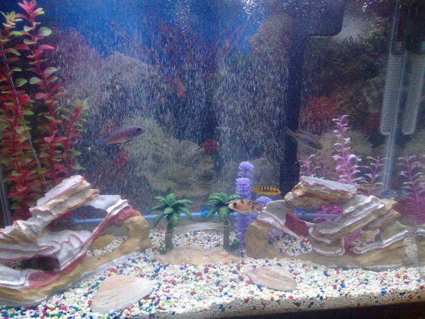 Rated #3559: 37 Gallons Freshwater Fish Tank - I am new at this!