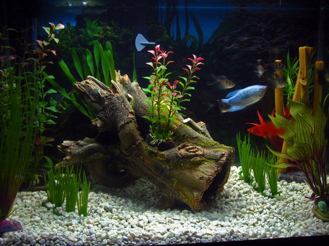 freshwater fish - colisa lalia - dwarf gourami stocking in 20 gallons tank - 20 Gallon Tank
