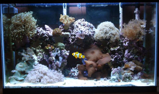 29 gallons reef tank (mostly live coral and fish) - 29 gallon reef tank, one year established