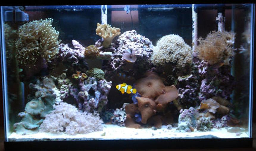 Rated #71: 29 Gallons Reef Tank - 29 gallon reef tank, one year established