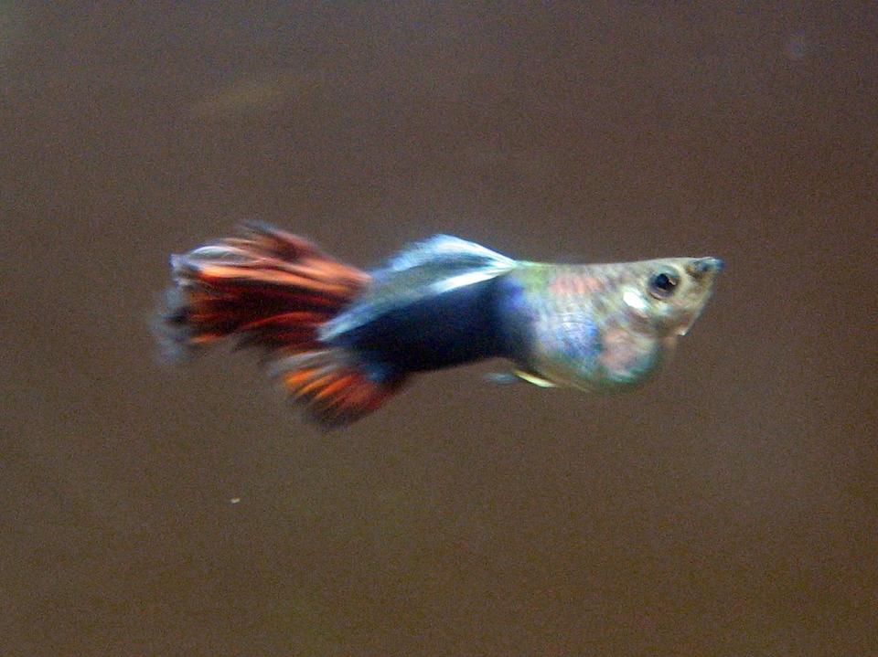 freshwater fish - poecilia reticulata - black phantom delta guppy stocking in 29 gallons tank - guppy