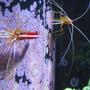 corals inverts - lysmata amboinensis - scarlet skunk cleaner shrimp stocking in 120 gallons tank - Candy Cane Shrimp