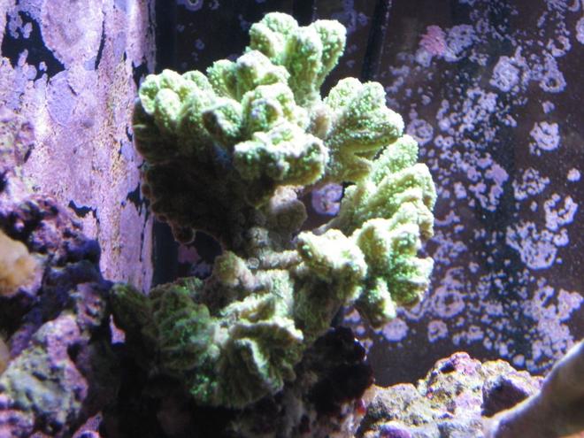 corals inverts - acropora sp. - amazing green acropora stocking in 120 gallons tank - Green Acro
