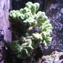 corals inverts - acropora sp. - amazing green acropora stocking in 120 gallons tank - Green Acro