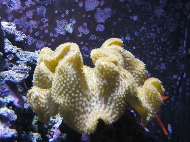 corals inverts - sarcophyton elegans - yellow fiji leather coral stocking in 120 gallons tank - Yellow Fiji Leather