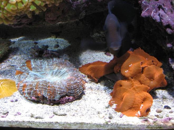corals inverts - actinodiscus sp. - red mushroom stocking in 120 gallons tank - Red Mushroom, Open Brain, Orange Plate