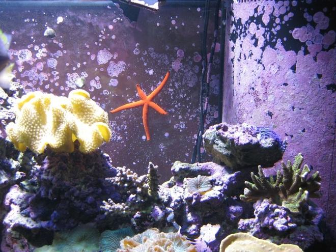 corals inverts - sarcophyton elegans - yellow fiji leather coral stocking in 120 gallons tank - Yellow Leather, Red Star Fish, Elkhorn, Blue Acro