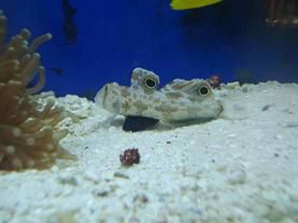 saltwater fish - signigobius biocellatus - two spot goby stocking in 55 gallons tank - This fish was a great itroduction to my tank.