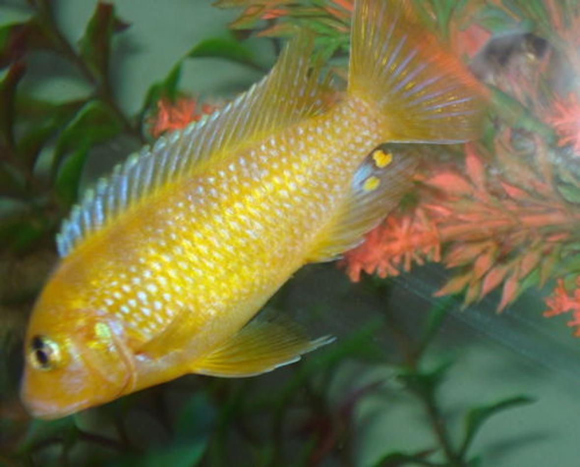 freshwater fish - labidochromis caeruleus - electric yellow cichlid stocking in 80 gallons tank - update