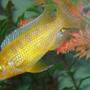 freshwater fish - labidochromis caeruleus - electric yellow cichlid stocking in 80 gallons tank - update